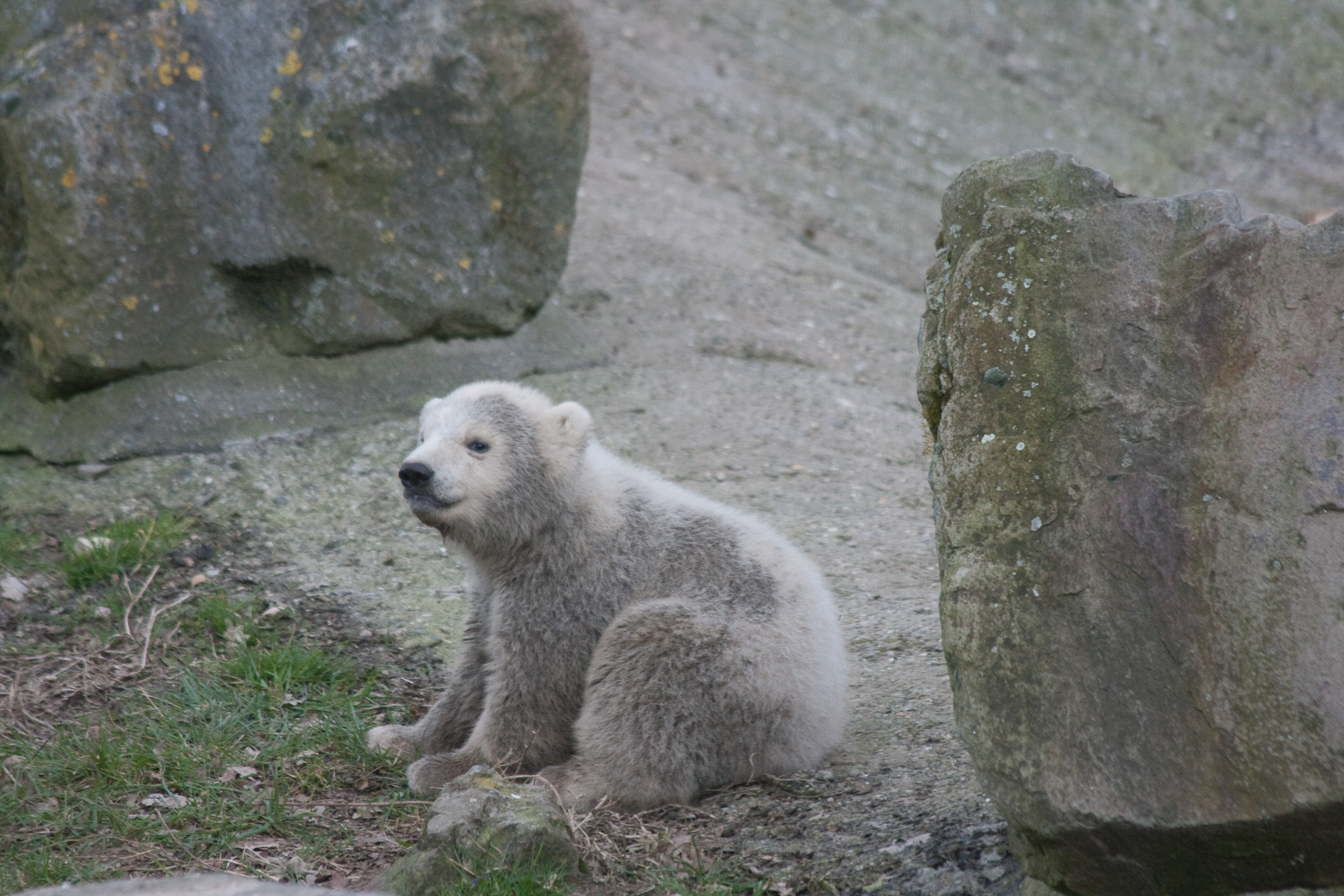 Op bezoek bij de ijsberen Walker en moeder Huggies.